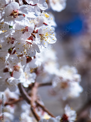 white and red flower on seasons weather