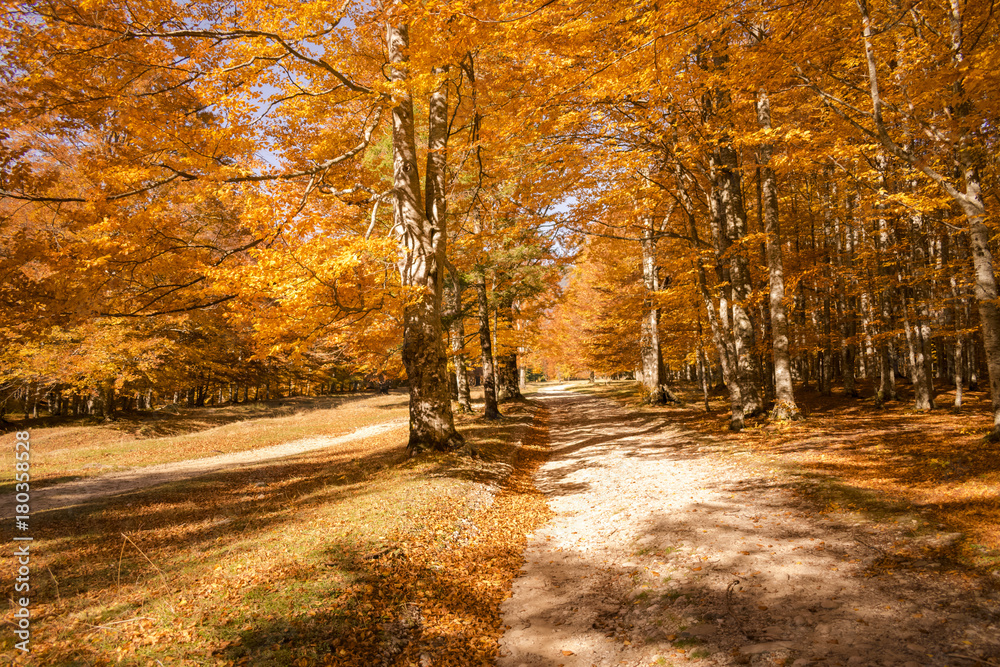 Obraz premium Autumn trees pattern.