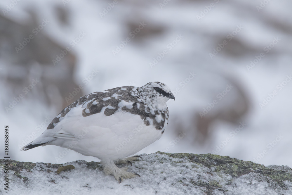ptarmigan close up portrait amongst the snow in Scotland ptarmigan close up portrait amongst the snow in Scotland