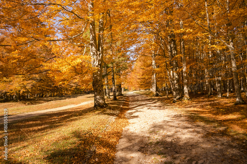 Fototapeta Naklejka Na Ścianę i Meble -  Autumn trees pattern.