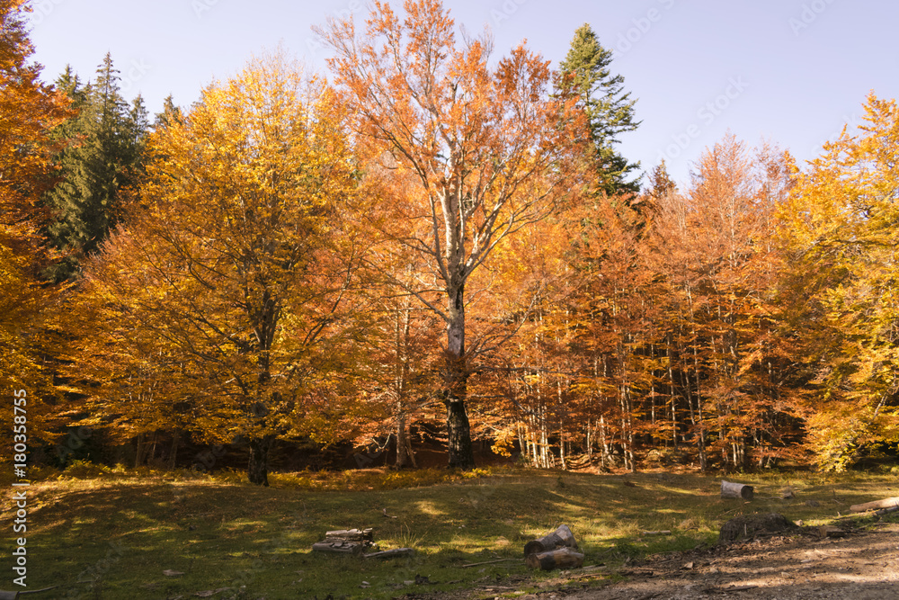 Autumn trees pattern.