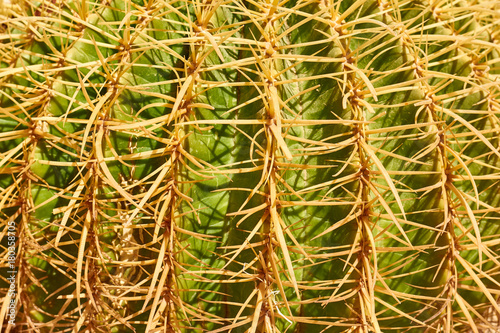 cactus texture background  macro  close up image