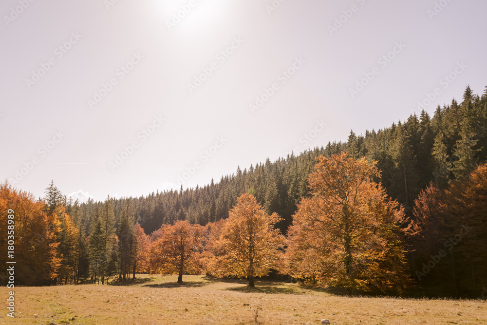 Autumn trees pattern. Autumn trees pattern.