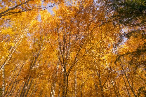 Autumn trees pattern.