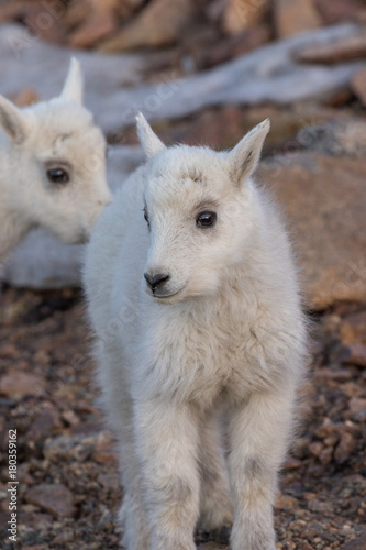 Cute Mountain Goat Kid on Mount Evans Colorado