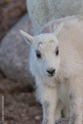 Cute Mountain Goat Kid on Mount Evans Colorado