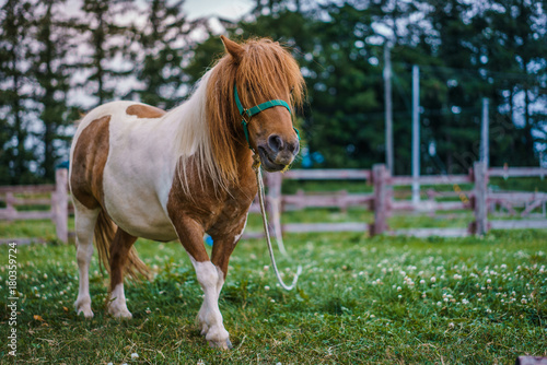 Photography Brown Dwarf Horse