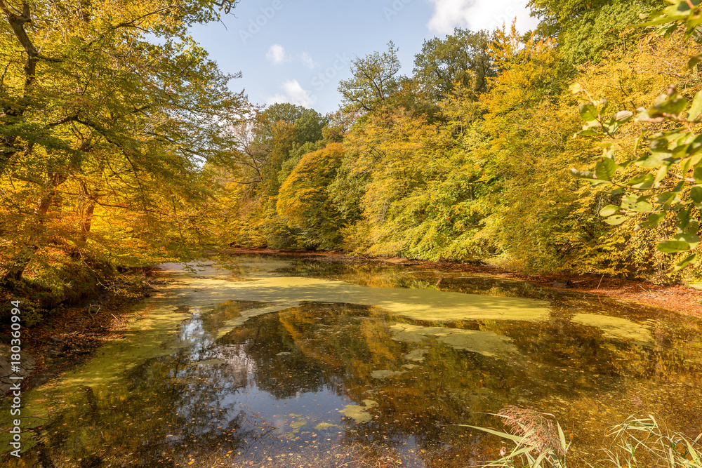 Foret de soignes - Belgique - Lac Foret de soignes - Belgique - Lac