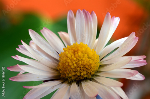 Daisy with colourful backround