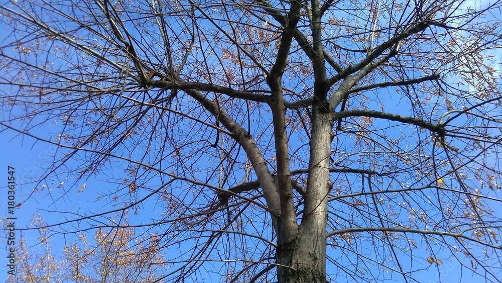 naked tree in winter against blue sky naked tree in winter against blue sky