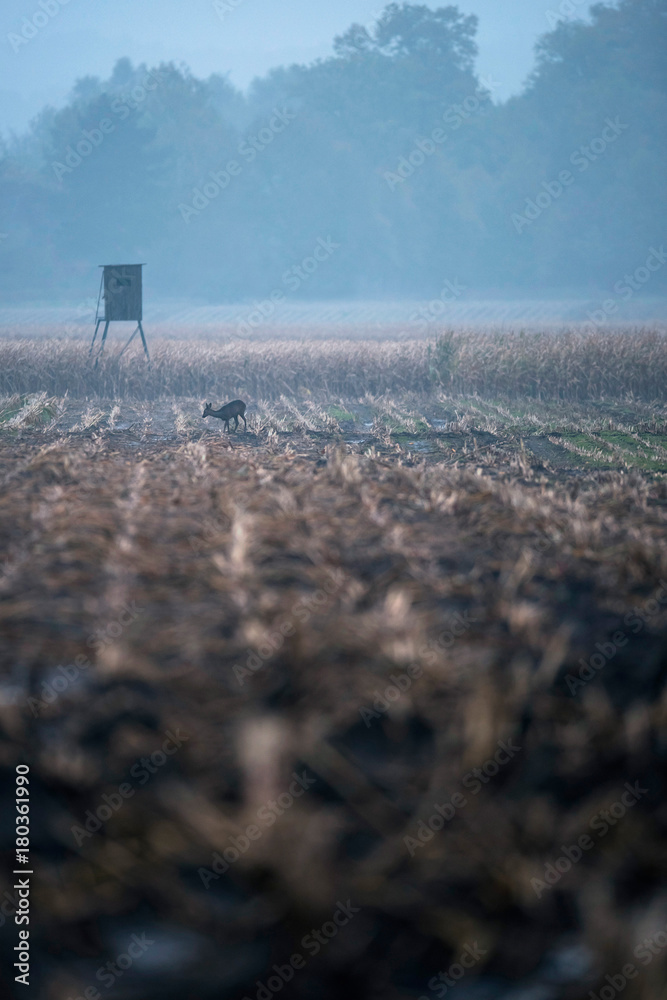Arable field with roe deer and hunting post on misty morning. Nordrhein-Westfalen, Germany.