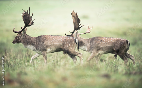 Two fallow deer with antlers running in meadow.