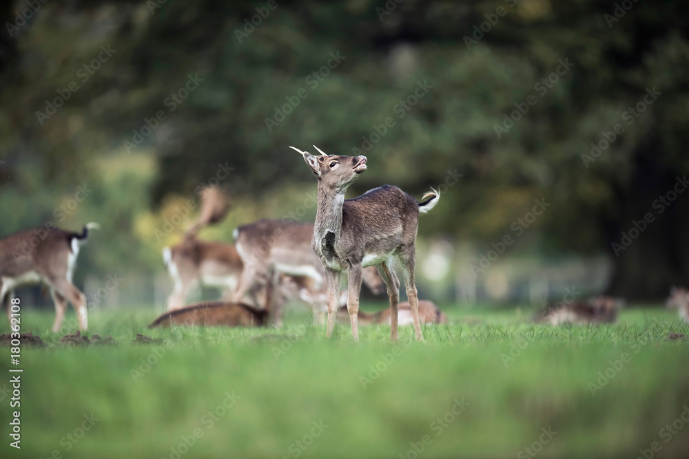 Young fallow deer buck bellowing in rutting season. Young fallow deer buck bellowing in rutting season.