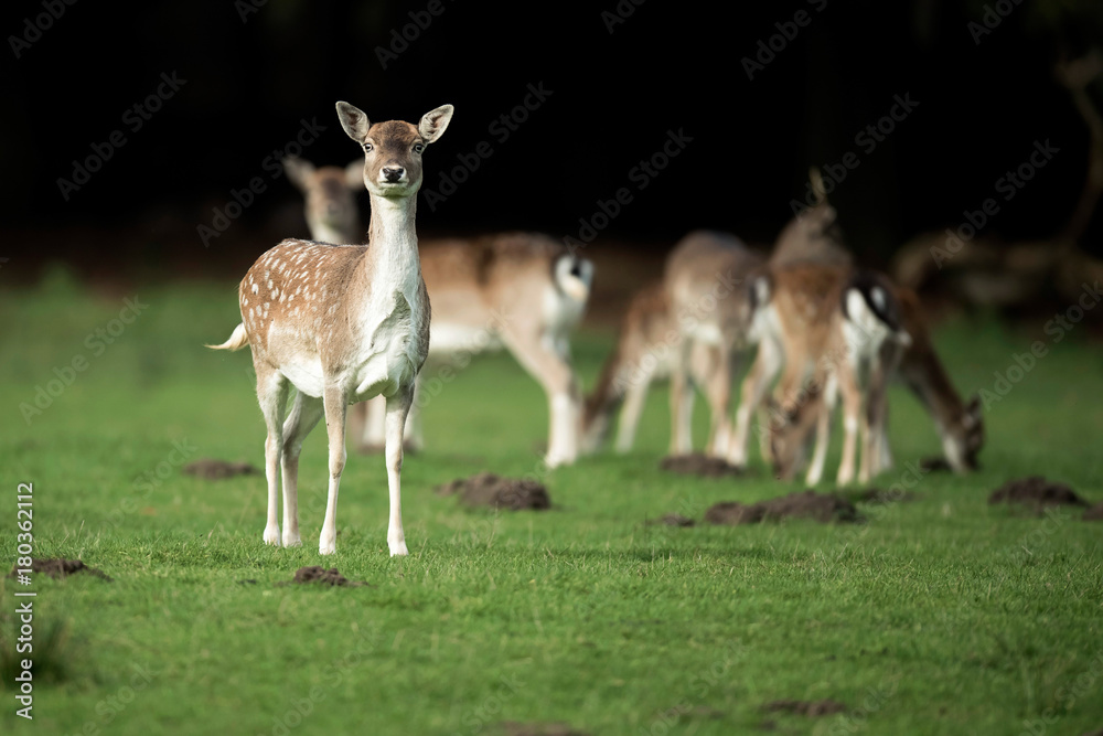 Fallow deer in meadow looking towards camera. Fallow deer in meadow looking towards camera.