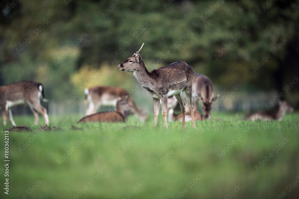 Young fallow deer buck in rutting season. Young fallow deer buck in rutting season.
