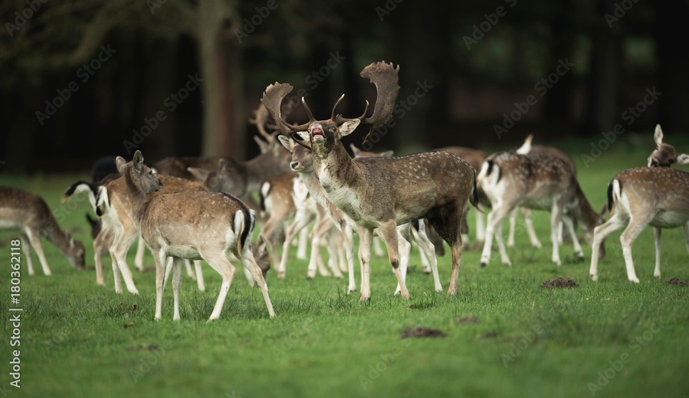 Bellowing fallow deer between group of females in rutting season. Bellowing fallow deer between group of females in rutting season.