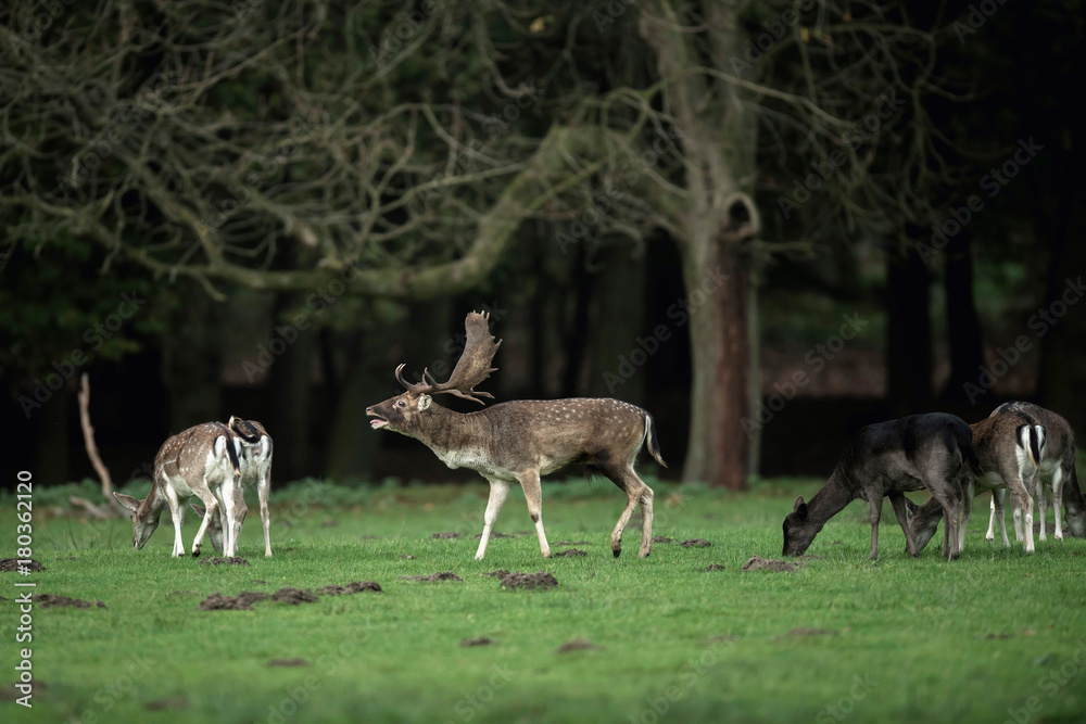 Bellowing fallow deer buck in meadow between females. Bellowing fallow deer buck in meadow between females.