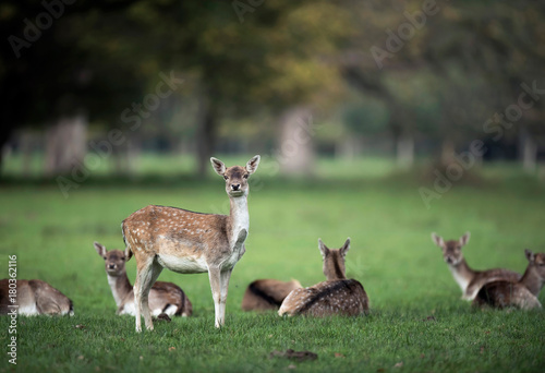 Fototapeta Naklejka Na Ścianę i Meble -  Fallow deer in meadow looking towards camera.