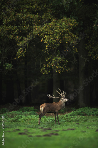 Red deer stag in meadow at edge of autumn forest. © ysbrandcosijn