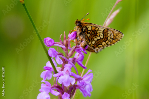 The Duke of Burgundy on a marsh orchid
