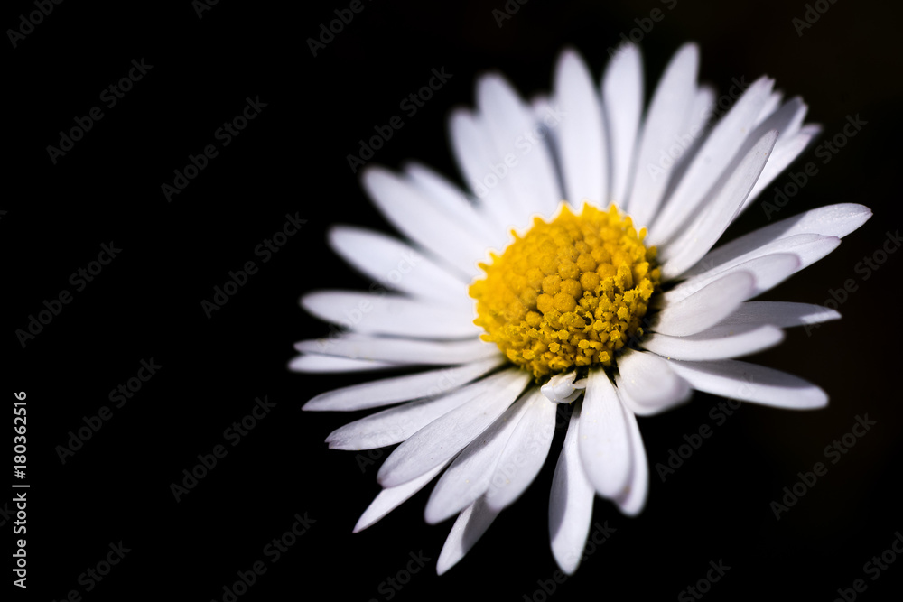 Fototapeta premium Daisy in the darkness