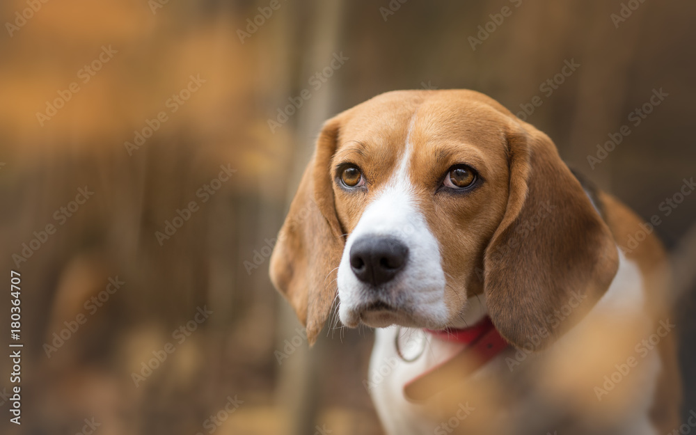 Autumn portrait of beautiful Beagle dog