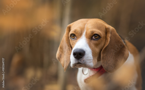 Autumn portrait of beautiful Beagle dog © Lunja