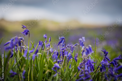 Spring Bluebells