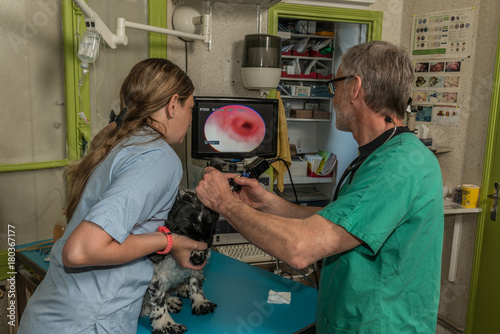 vétérinaire un équipement otoscope examine le conduit auditif du chien.