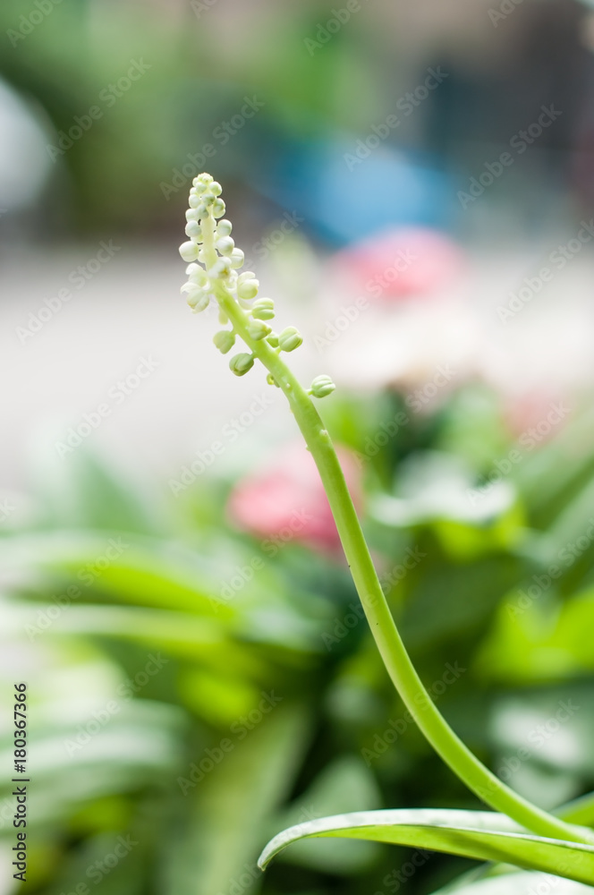 Close up flower pollen with blur flower background. Close up flower pollen with blur flower background.