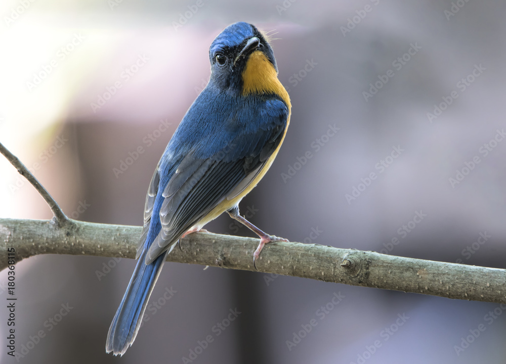 The hill blue flycatcher (Cyornis banyumas) is a species of bird in the family Muscicapidae. It is found in southern China and Southeast Asia. The hill blue flycatcher (Cyornis banyumas) is a species of bird in the family Muscicapidae. It is found in southern China and Southeast Asia.