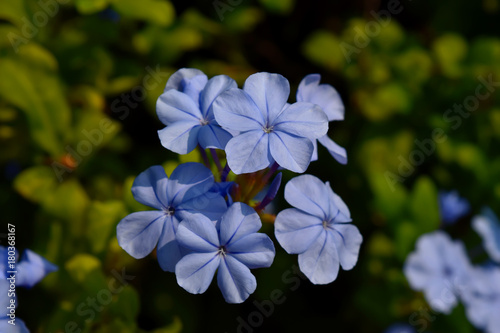Flower, garnden, blue, nature, plant