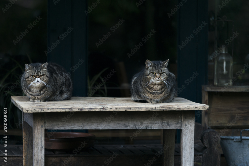 Obraz premium two cats laying on table