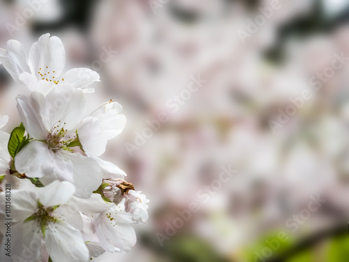 Cherry Blossom Background