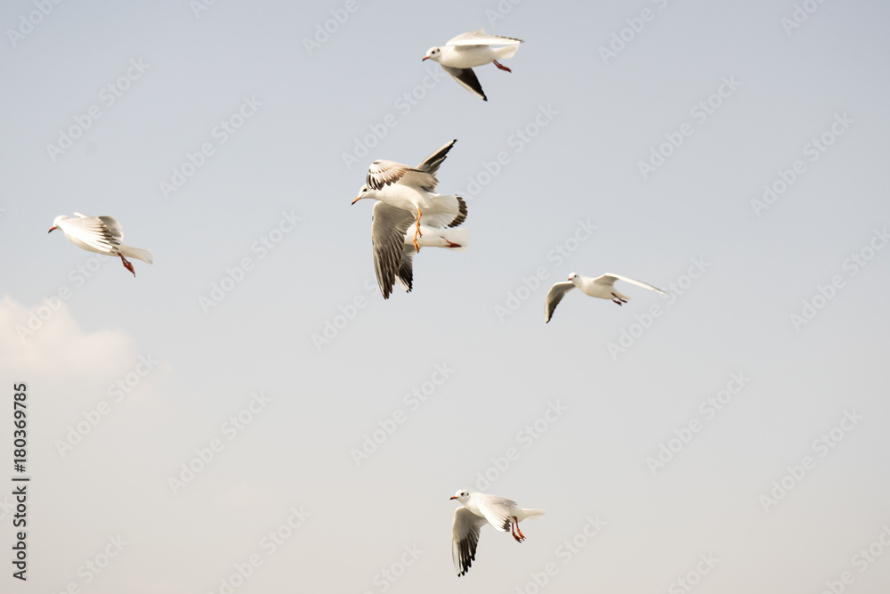 Seagull. seagulls flying in the back of the ships at sea. Seagull. seagulls flying in the back of the ships at sea.
