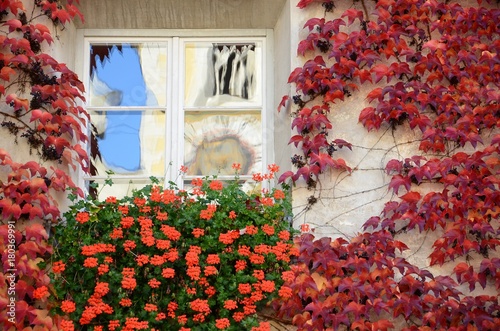 Fototapeta Naklejka Na Ścianę i Meble -  Windows with Red Flowers and leaves in the centre of Bressanone / Brixen. South Tyrol, Italy.