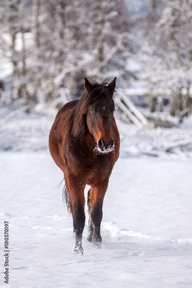 Deutsches Reitpony im Schnee auf der Weide