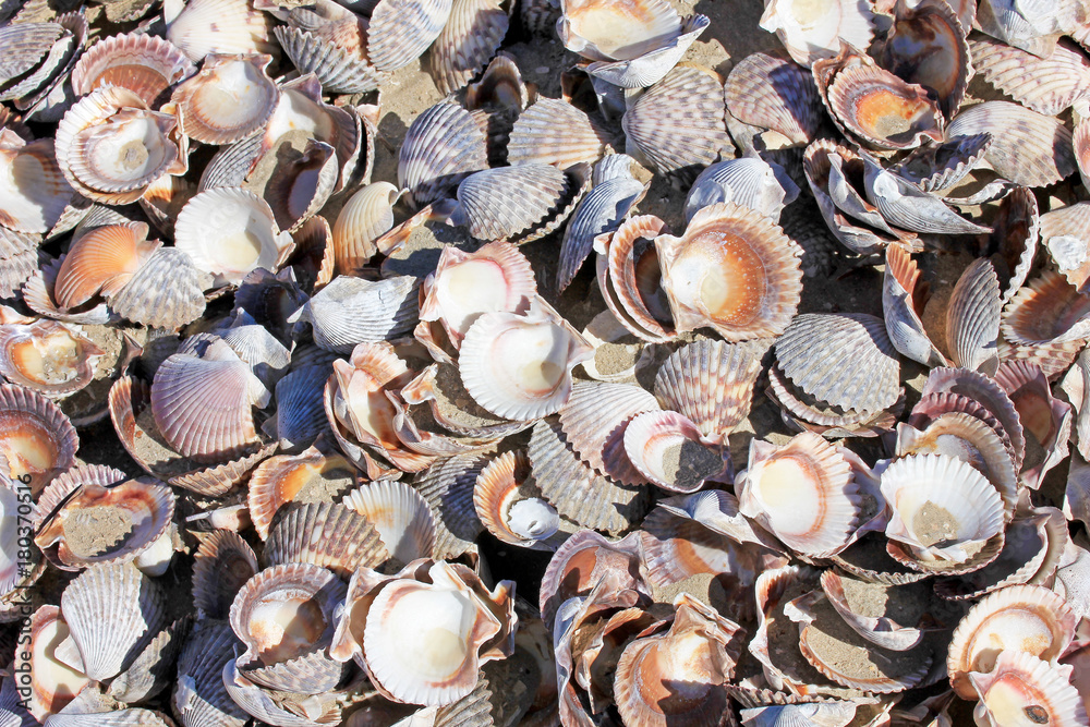 Seashells on the sand of a beach, Baja California, Mexico