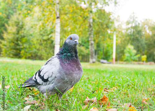 Bird in park