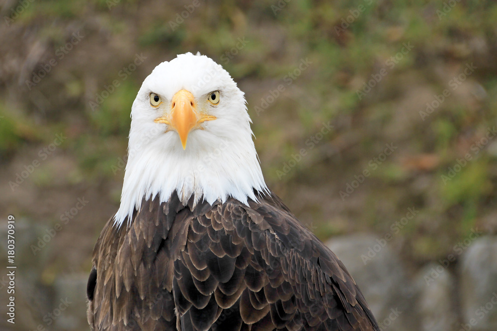 Portrait of a beautiful bald eagle, haliaeetus leucocephalus Portrait of a beautiful bald eagle, haliaeetus leucocephalus