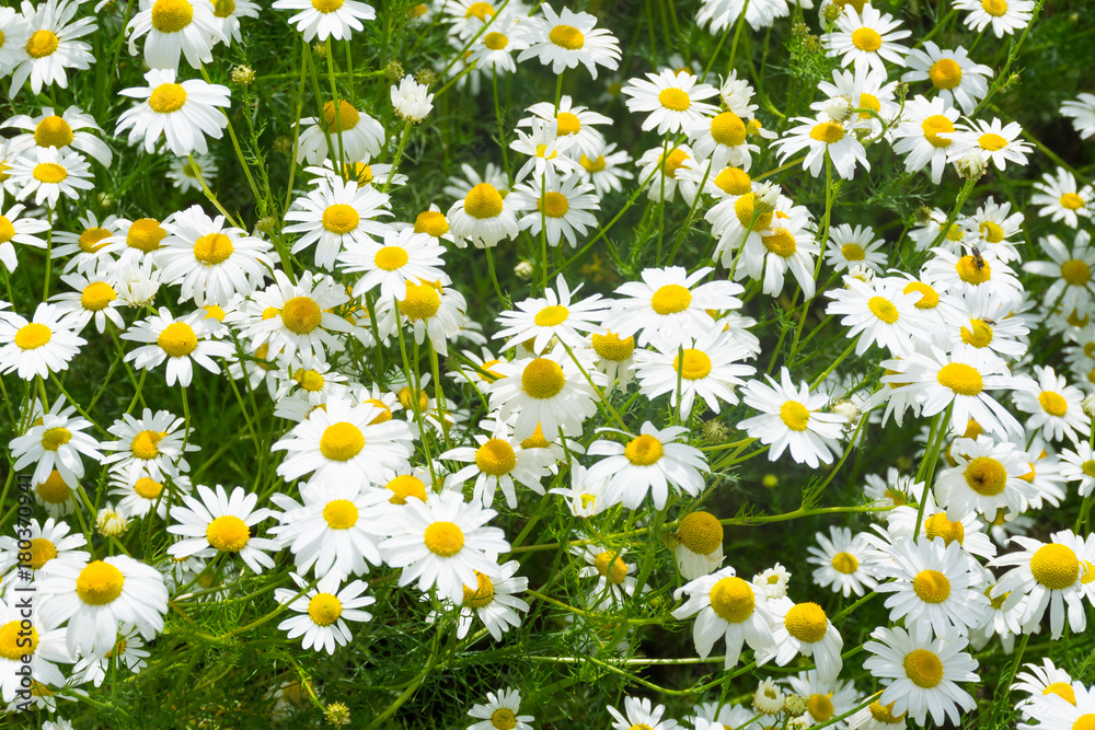 Fototapeta premium daisies in a meadow