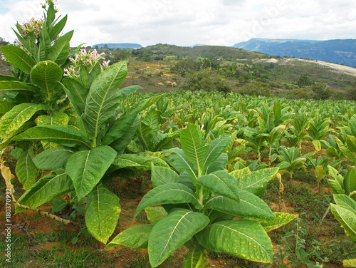 фотографія Field of tobacco plants, Colombia, South America