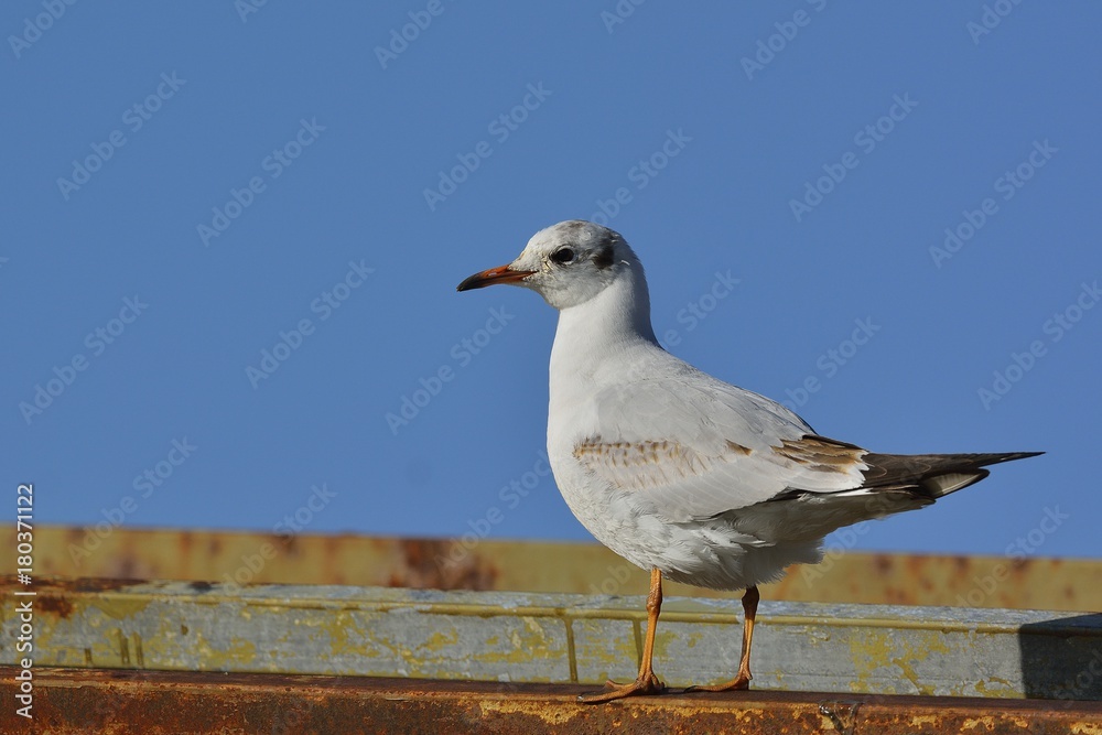 Black-headed gull (Chroicocephalus ridibundus), Crete Black-headed gull (Chroicocephalus ridibundus), Crete