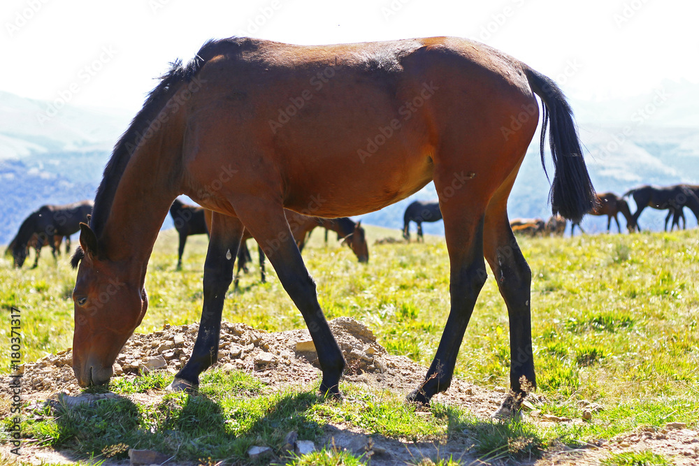 Obraz premium A Horses On The Autumn Caucasus Meadow