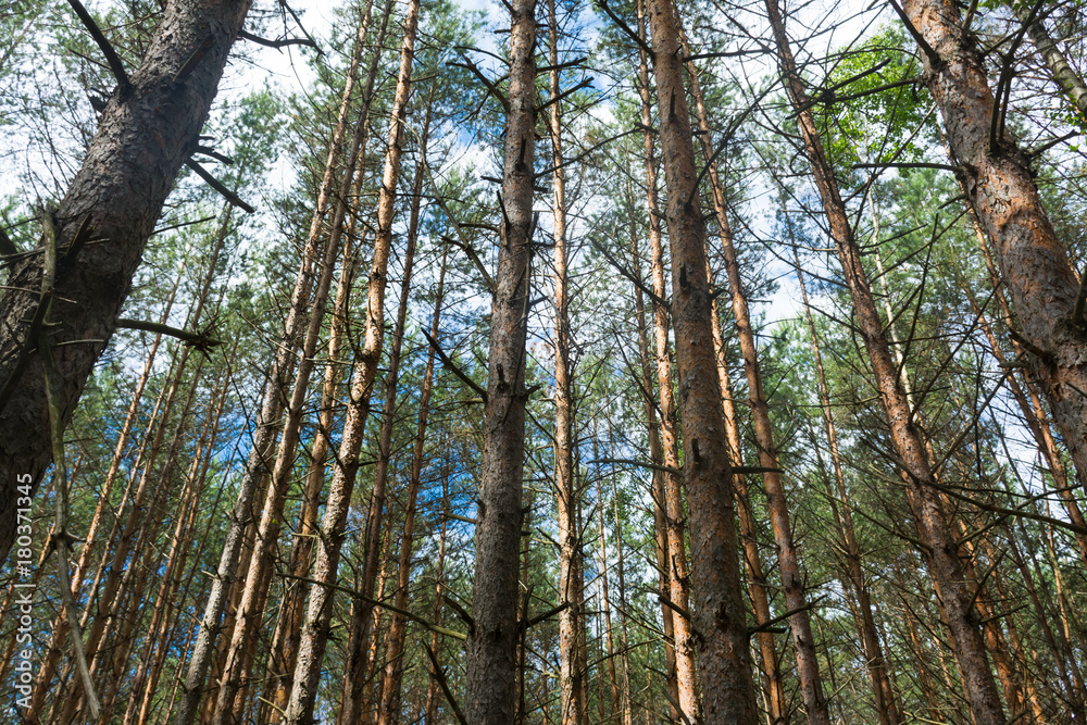pine grove pine grove