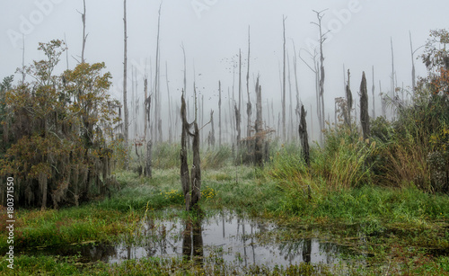 Canvas Print Dead and dying cypress trees in fog in the Guste island Louisiana caused by saltwater intrusion into a freshwater marsh