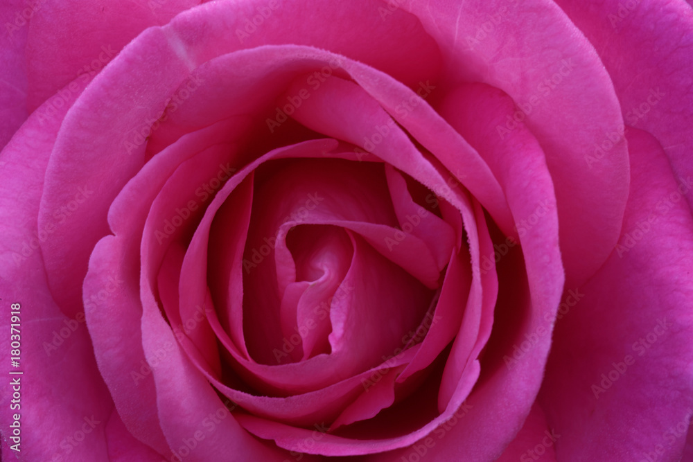 The rose with the name Eliza is a medium pink hybrid tea rose, which is bred by Wilhelm Kordes III in 1994. It can be used for beds and borders. Another name is Eliza Freelander. The rose with the name Eliza is a medium pink hybrid tea rose, which is bred by Wilhelm Kordes III in 1994. It can be used for beds and borders. Another name is Eliza Freelander.