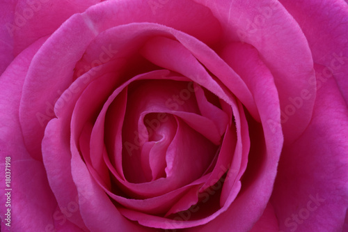 The rose with the name Eliza is a medium pink hybrid tea rose  which is bred by Wilhelm Kordes III in 1994. It can be used for beds and borders. Another name is Eliza Freelander.