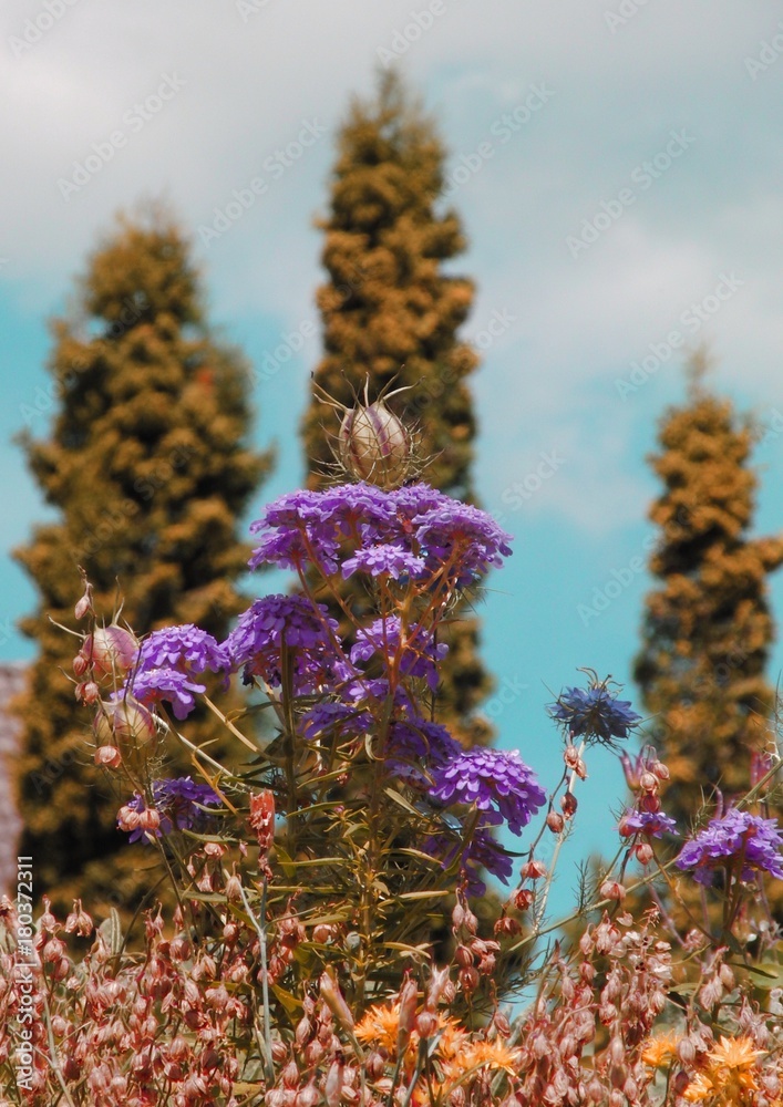 Obraz premium Blume