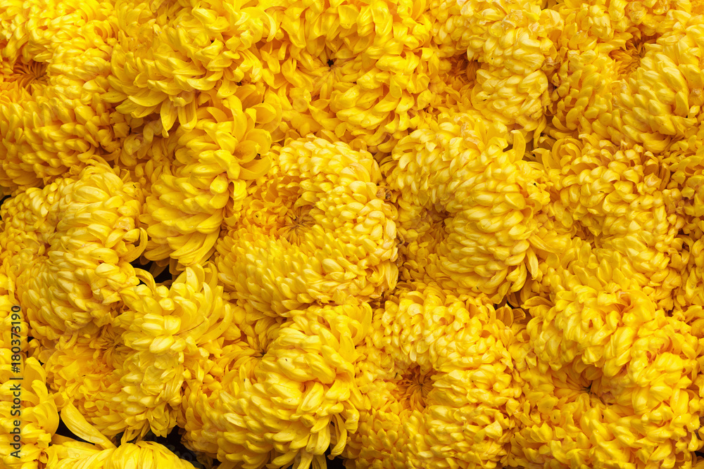 Background texture abstract chrysanthemum yellow flowers spring Background texture abstract chrysanthemum yellow flowers spring